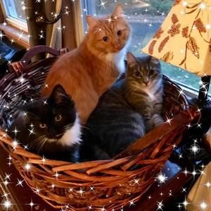 Meet your Posher, Jamie